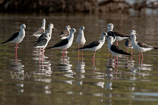 Stelzenläufer (Himantopus himantopus)