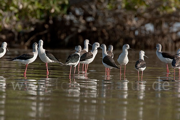 Stelzenläufer (Himantopus himantopus)