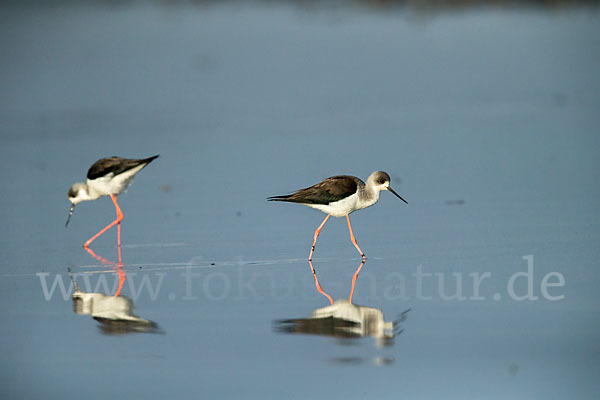 Stelzenläufer (Himantopus himantopus)