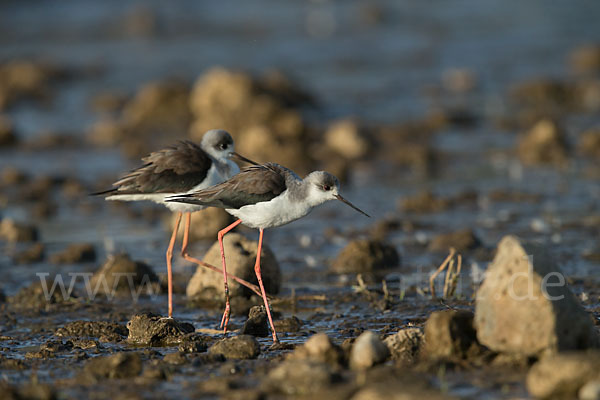 Stelzenläufer (Himantopus himantopus)