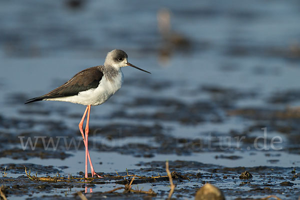 Stelzenläufer (Himantopus himantopus)