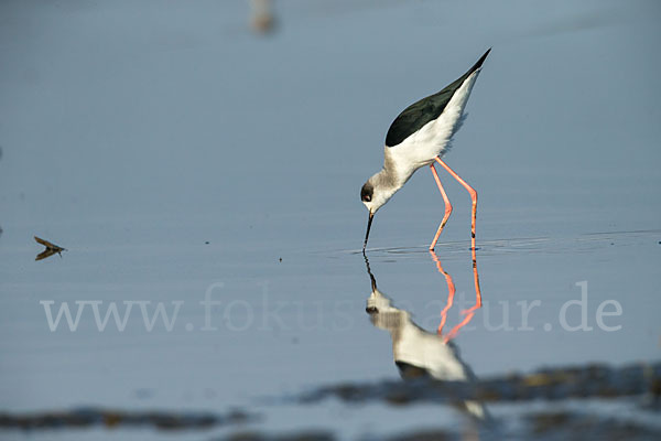 Stelzenläufer (Himantopus himantopus)