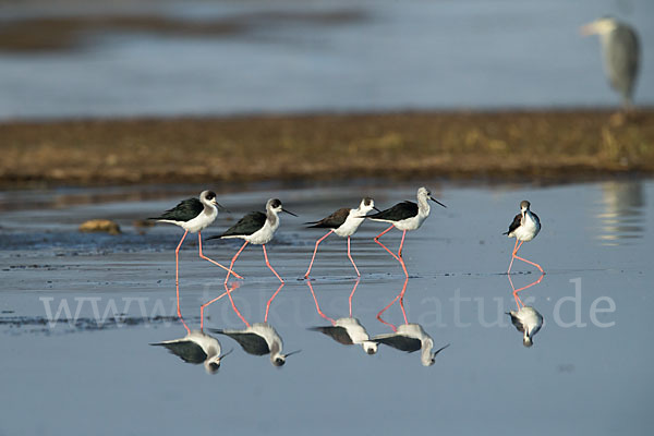 Stelzenläufer (Himantopus himantopus)