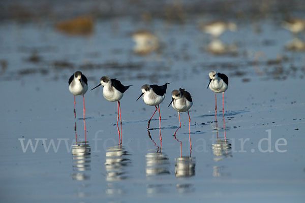 Stelzenläufer (Himantopus himantopus)