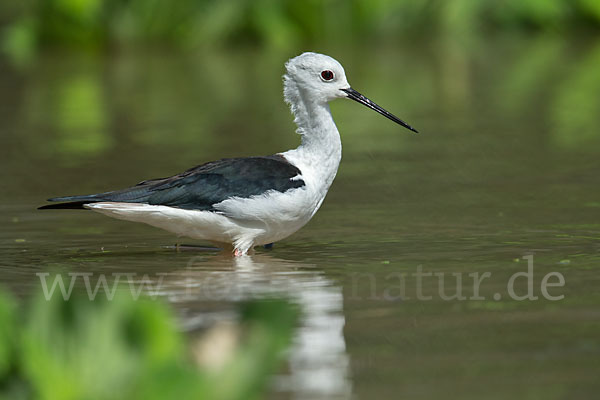 Stelzenläufer (Himantopus himantopus)