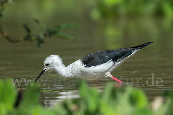 Stelzenläufer (Himantopus himantopus)