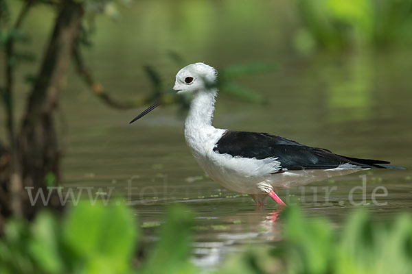 Stelzenläufer (Himantopus himantopus)