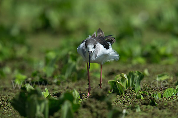 Stelzenläufer (Himantopus himantopus)