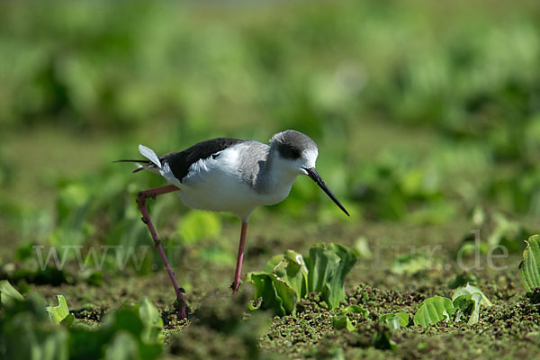 Stelzenläufer (Himantopus himantopus)