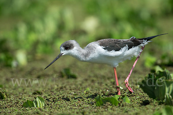 Stelzenläufer (Himantopus himantopus)