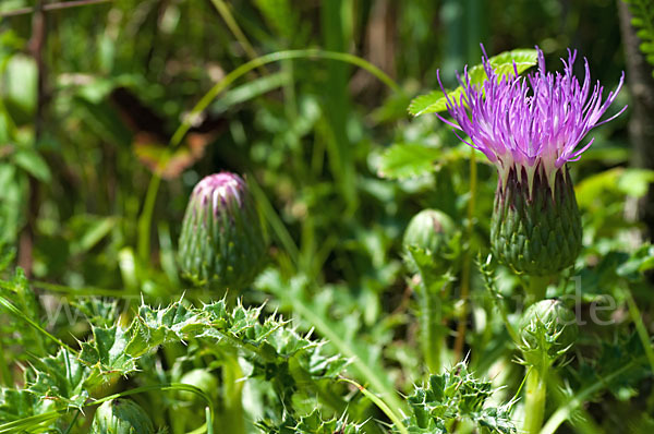 Stengellose Kratzdistel (Cirsium acaule)