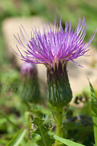 Stengellose Kratzdistel (Cirsium acaule)