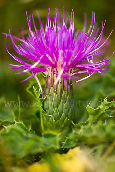 Stengellose Kratzdistel (Cirsium acaule)