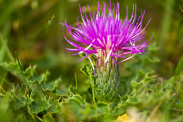 Stengellose Kratzdistel (Cirsium acaule)