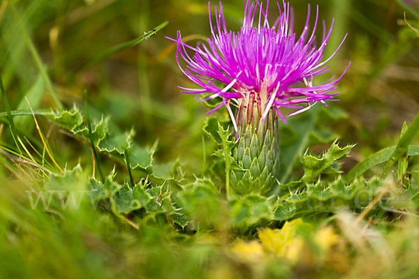 Stengellose Kratzdistel (Cirsium acaule)