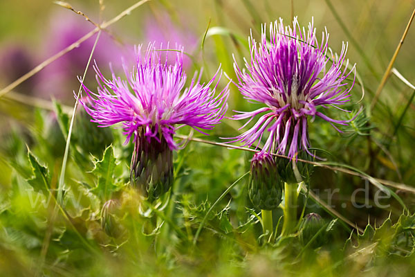 Stengellose Kratzdistel (Cirsium acaule)