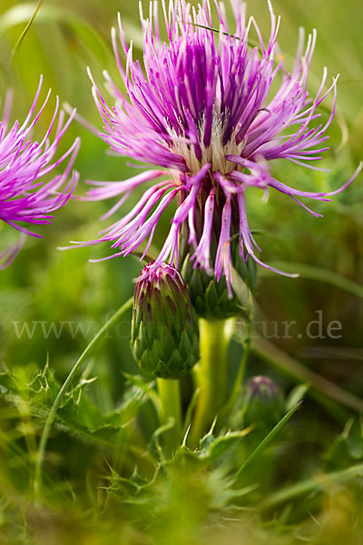 Stengellose Kratzdistel (Cirsium acaule)