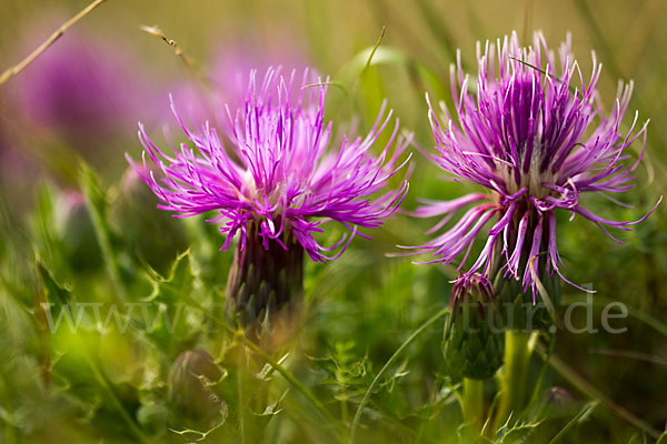 Stengellose Kratzdistel (Cirsium acaule)