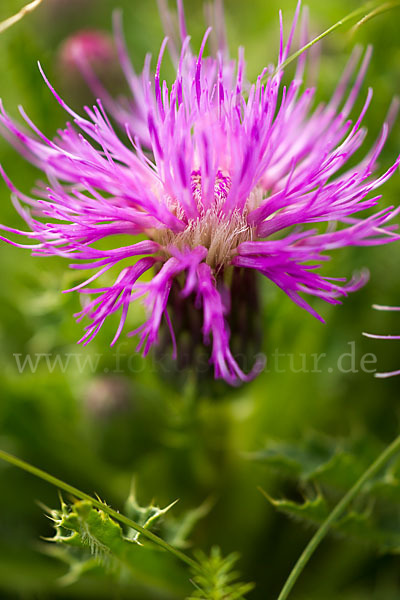 Stengellose Kratzdistel (Cirsium acaule)