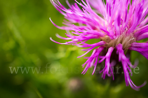 Stengellose Kratzdistel (Cirsium acaule)