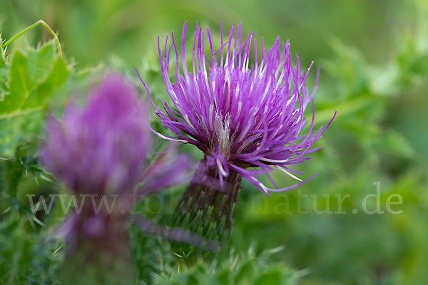 Stengellose Kratzdistel (Cirsium acaule)