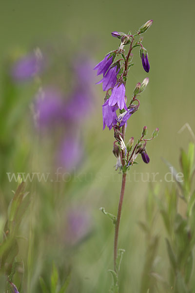 Steppen-Glockenblume (Campanula sibirica)