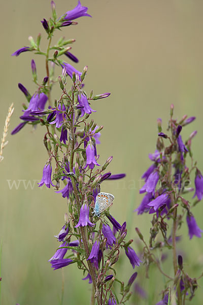 Steppen-Glockenblume (Campanula sibirica)