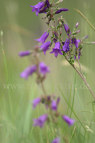 Steppen-Glockenblume (Campanula sibirica)