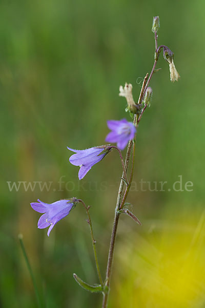 Steppen-Glockenblume (Campanula sibirica)