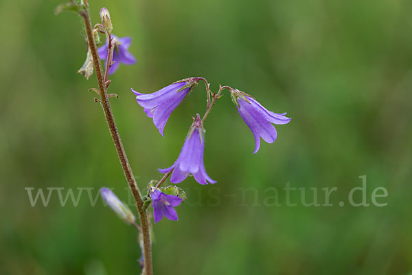 Steppen-Glockenblume (Campanula sibirica)