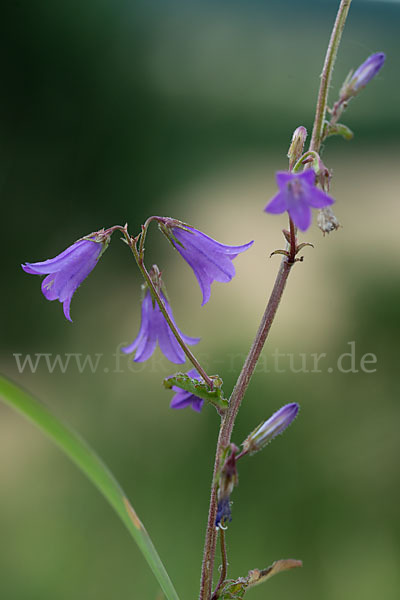 Steppen-Glockenblume (Campanula sibirica)