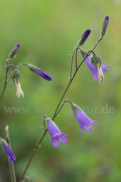 Steppen-Glockenblume (Campanula sibirica)