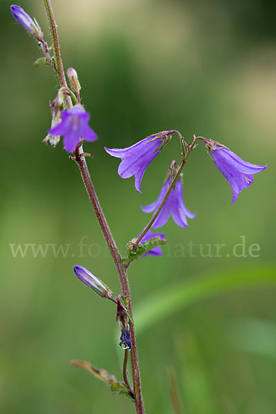 Steppen-Glockenblume (Campanula sibirica)