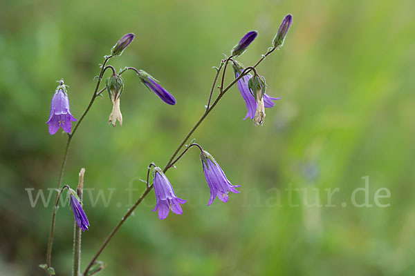 Steppen-Glockenblume (Campanula sibirica)