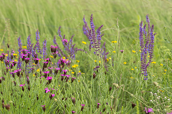 Steppen-Salbei (Salvia nemorosa)