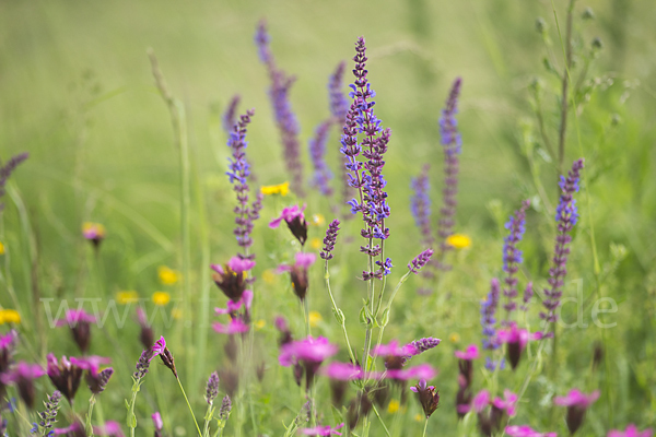 Steppen-Salbei (Salvia nemorosa)