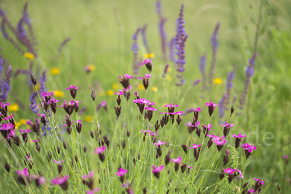 Steppen-Salbei (Salvia nemorosa)