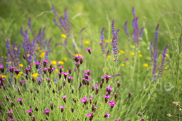 Steppen-Salbei (Salvia nemorosa)