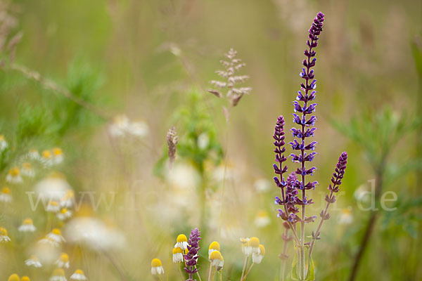 Steppen-Salbei (Salvia nemorosa)