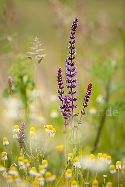 Steppen-Salbei (Salvia nemorosa)