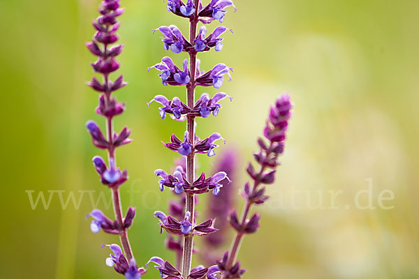 Steppen-Salbei (Salvia nemorosa)