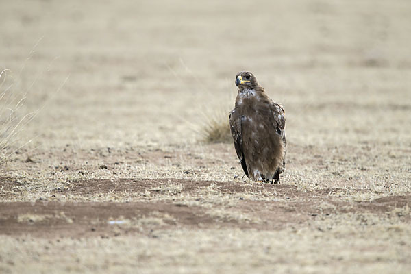 Steppenadler (Aquila nipalensis)