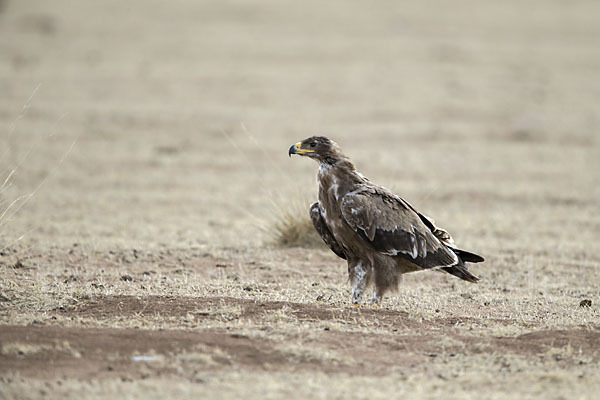 Steppenadler (Aquila nipalensis)