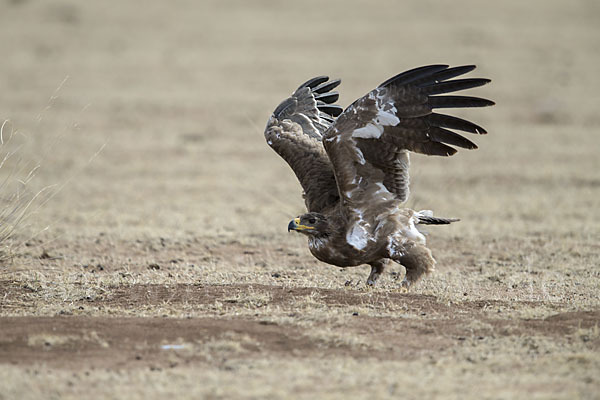 Steppenadler (Aquila nipalensis)