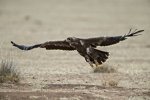 Steppenadler (Aquila nipalensis)