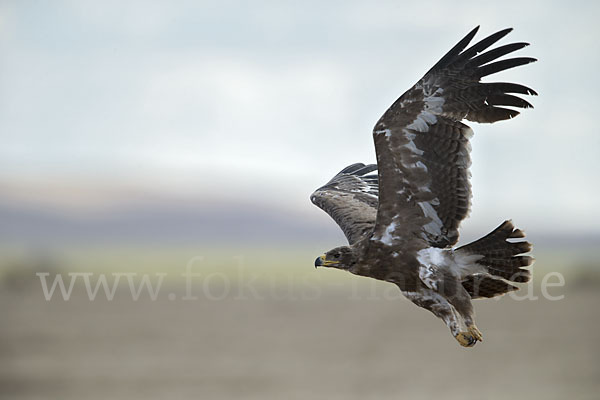 Steppenadler (Aquila nipalensis)