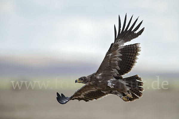 Steppenadler (Aquila nipalensis)