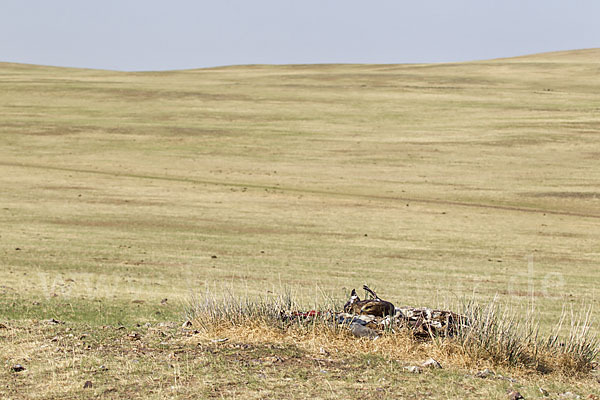 Steppenadler (Aquila nipalensis)