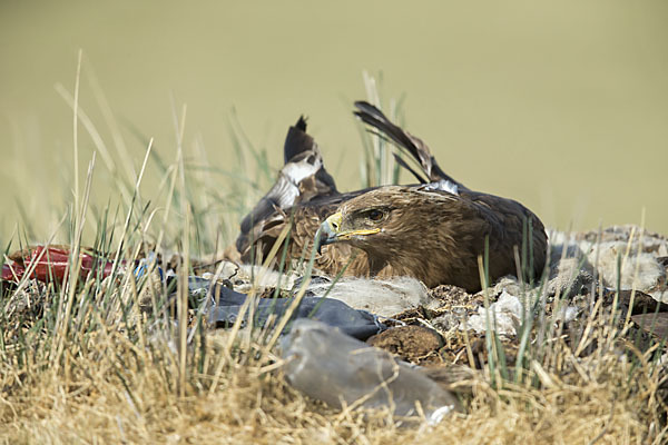 Steppenadler (Aquila nipalensis)