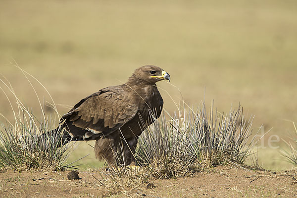 Steppenadler (Aquila nipalensis)